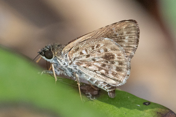 Sovia albipectus-6539 - Doi-Suthep - 27/03/24