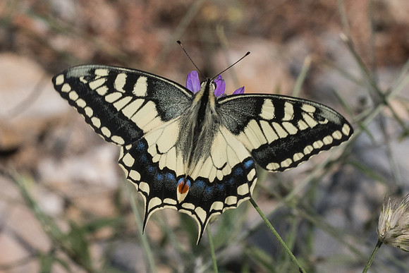 Papilio machaon-6292 - Crete - 29/05/23