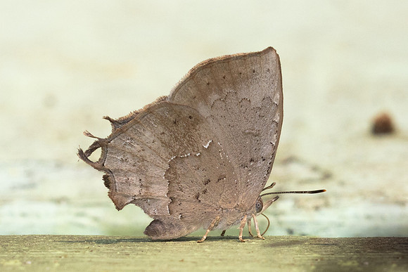 Surendra quercetorum quercetorum-2222 - Chiang Dao - 18/03/24