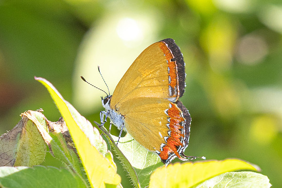 Heliophorus epicles tweediei ♂--10