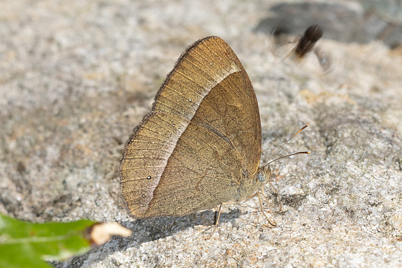 Mycalesis francisca-4877 - Huai Sai Lueang Waterfall (1040m) - 25/03/25