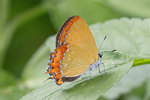 Heliophorus epicles tweedie ♂i--4