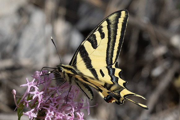 Papilio alexanor-0359