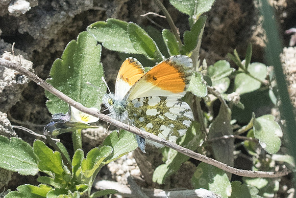 Anthocharis gruneri-7335 - Granitis - 14/04/22