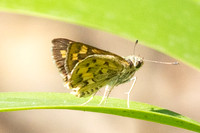 Potanthus pseudomaesa