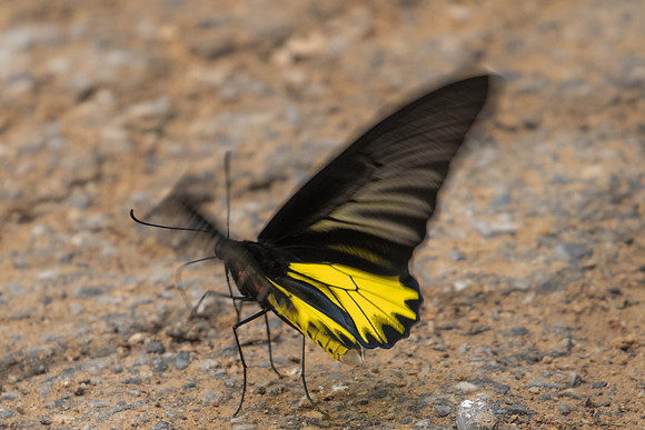 Troides aeacus aeacus-3090 - Chiang Dao - 12/03/23