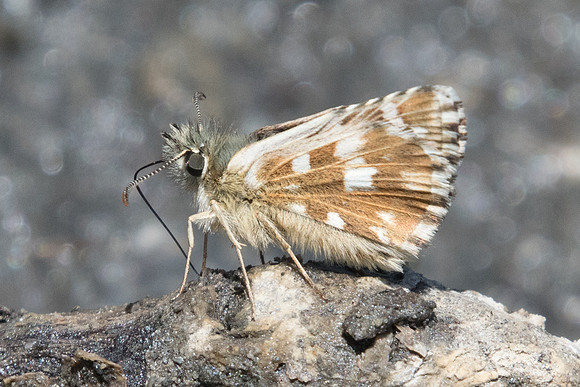 Pyrgus alveus-2043