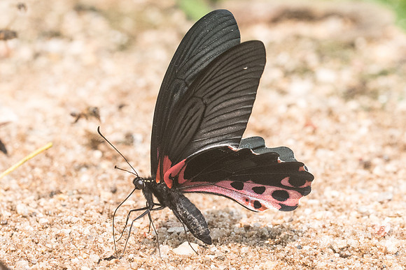 Papilio alcmenor publilius-0503 - Chiang Dao - 11/03/23