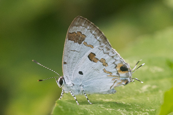 Hypolycaena othona othona-2019 - Chiang Dao - 16/11/23