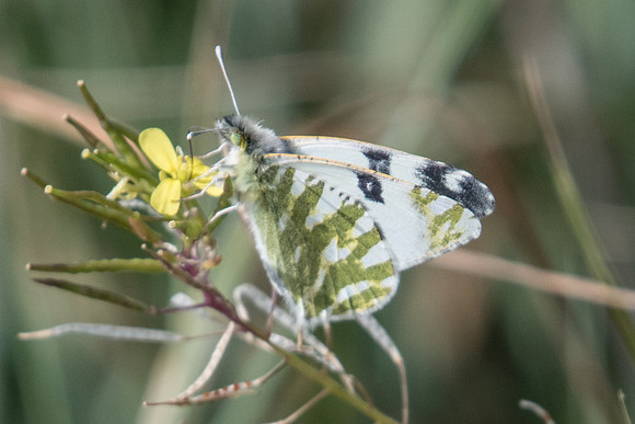 Euchloe belemia-8926 - Bolonia - 12/03/22