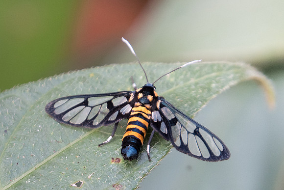 Amata compta -2081 - Doi-Suthep - 8/03/23