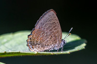 Poritia philota--30 - Chulabhorn 10 - 3/02/26