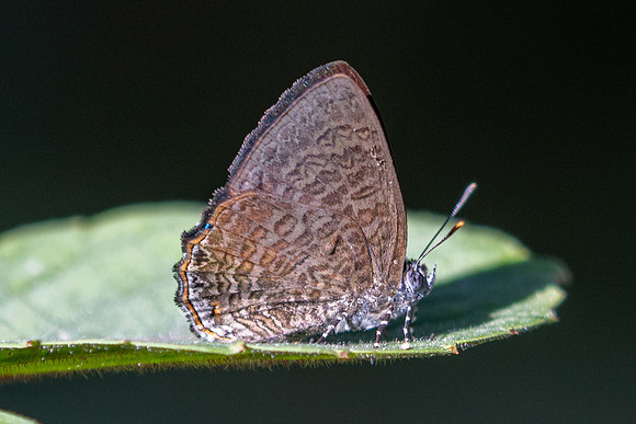 Poritia philota--30 - Chulabhorn 10 - 3/02/26