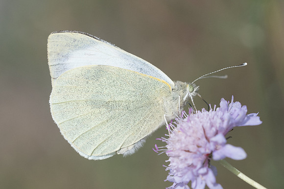 Pieris brassicae-6610