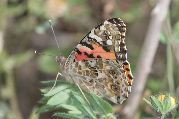 Vanessa cardui-6622