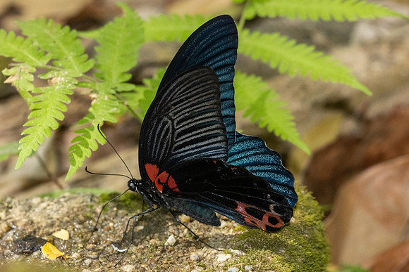 Papilio agenor--30 - Inthason waterfall - 31/01/26