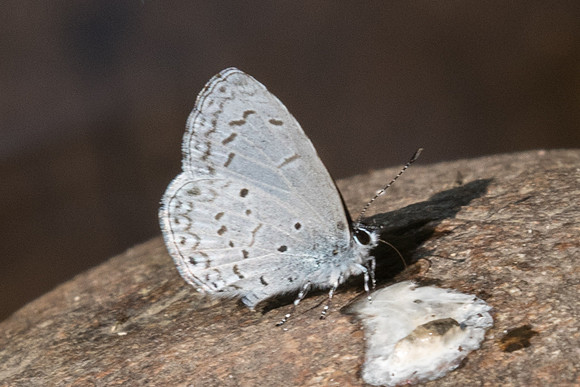 Celastrina lavendularis id--1458 - Doi-Suthep - 7/03/23