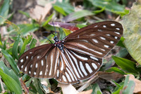Cyclosia imitans-5082 - Doi Suthep - 9/03/23