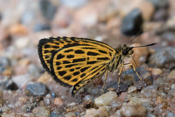 Ochus suvittatus-2268 - Chiang Dao - 17/11/23
