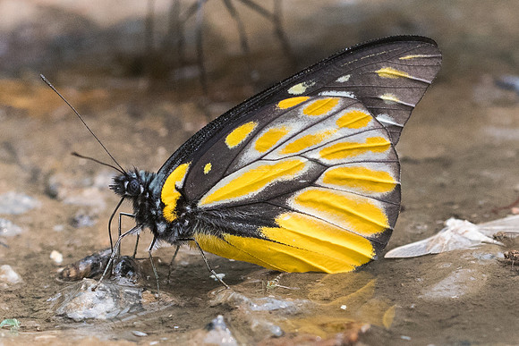 Prioneris thestylis thestylis-9977- Chiang Dao  - 11/03/23