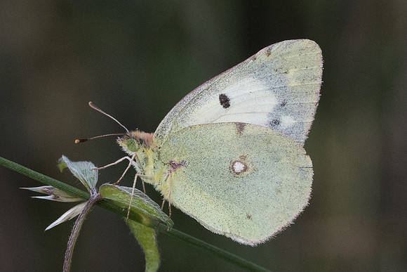 Colias crocea ♀ helice-8931 - Corse - 16/06/23
