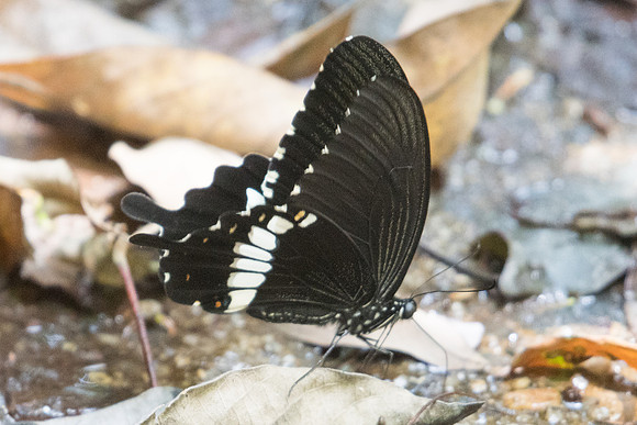 Papilio polytes romulus-2254 - Koh Samui - 19/03/23