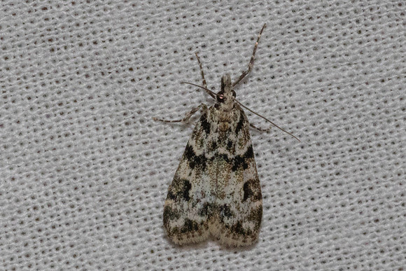 Eudonia lineola-8566