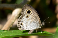 Ypthima pandocus--35