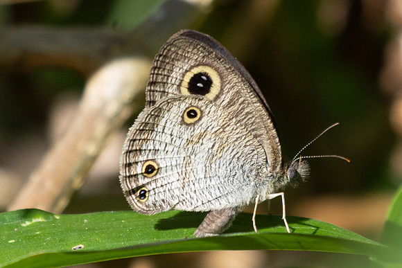 Ypthima pandocus--35