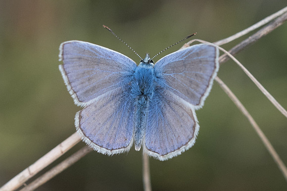 Polyommatus icarus-6635