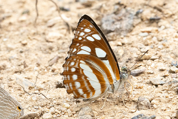 Phaedyma columella-0893 - Chiang Dao - 16/03/24