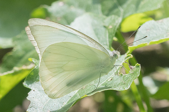Appias albina-8003 - Koh Samui 16/03/23