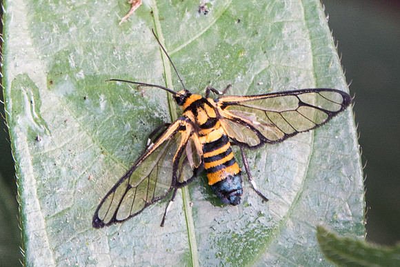 Amata compta--2005 - Doi-Suthep - 8/03/23