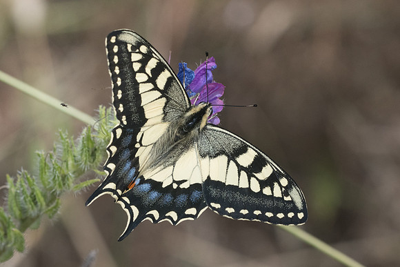 Papilio machaon-5636 - Crete - 28/05/23