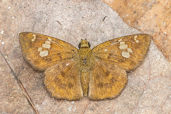 Pseudocoladenia dan-2867 - Chiang Dao - 19/03/24