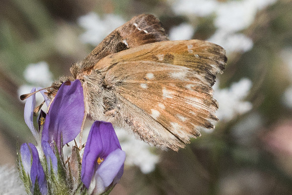 Carcharodus alceae-6216
