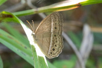Mycalesis orseis--5 - Jardin d'hivers 960m - 2/02/26