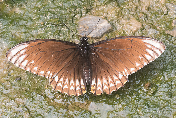 Papilio clytia clytia form onpape-3474 -  Chiang Dao  - 12/03/23