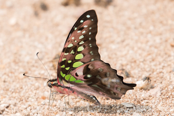 Graphium agamemnon agamemnon-1933 - Chiang Dao - 11/03/23