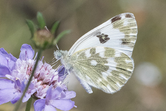 Pontia daplidice - 8890 - Corse - 16/06/23