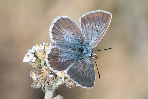 Aricia nicias-9555