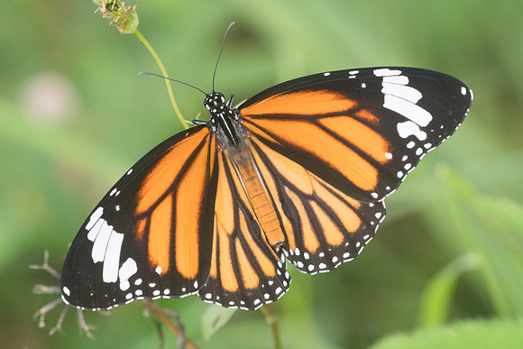 Danaus genutia-3928 - Krabi - 22/11/23