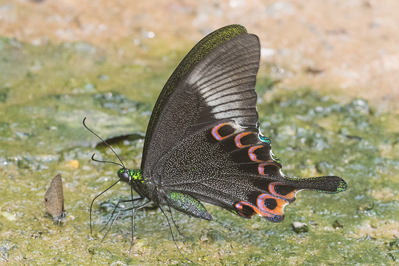 Papilio paris-9876 - Chiang Dao - 11/03/23