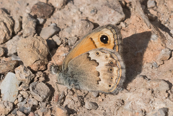 Coenonympha thyrsis-6285