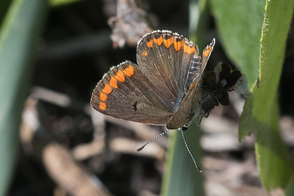 Aricia agestis-5732