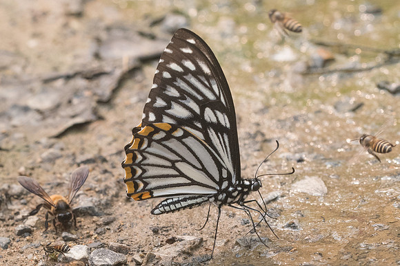Papilio clytia clytia f dissimilis-3511 - Chiang Dao  - 12/03/23
