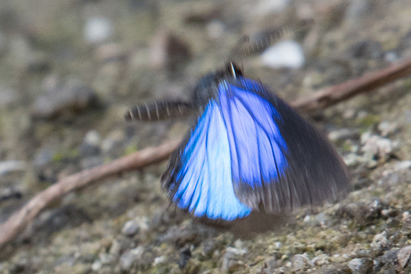 Jamides bochus-3350 - Doi-Suthep - 8/03/23