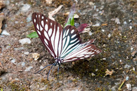 Cyclosia papilionaris-5355 - Doi-Suthep - 9/03/23