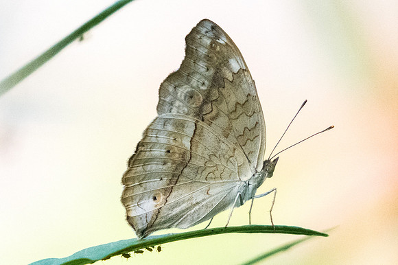 Junonia atlites-9446 - Bangkok - 22/03/23