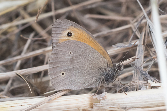 maniola jurtina ♂-5525